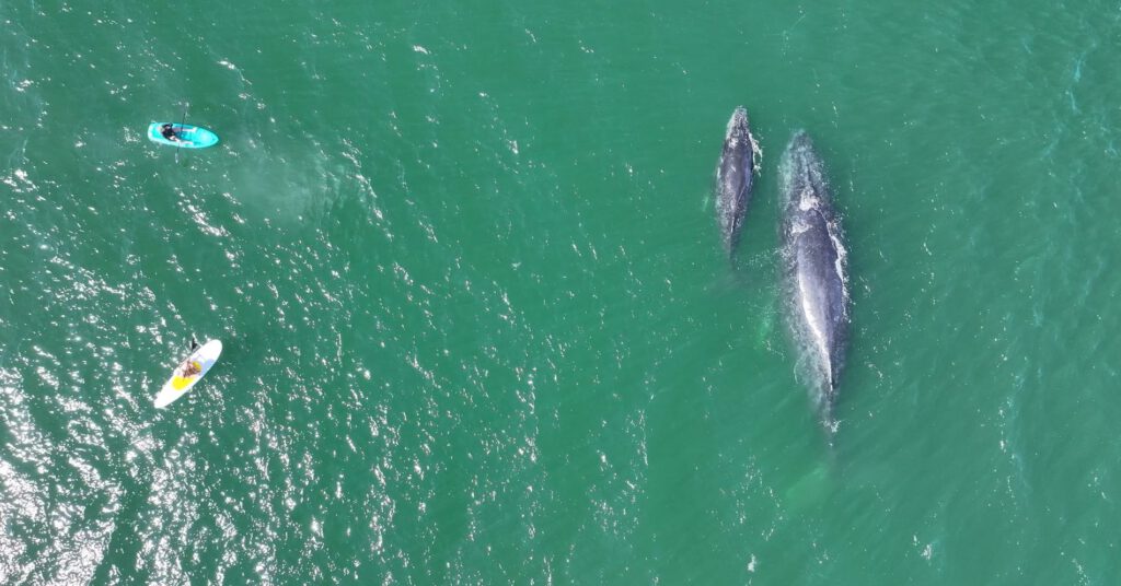 The Bucket List Family Whale Watching at Punta Mita – Agave Villas