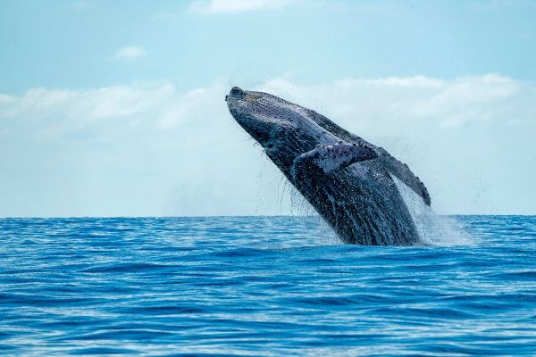 Whale breaching the ocean's surface in Cabo San Lucas, creating a dramatic splash