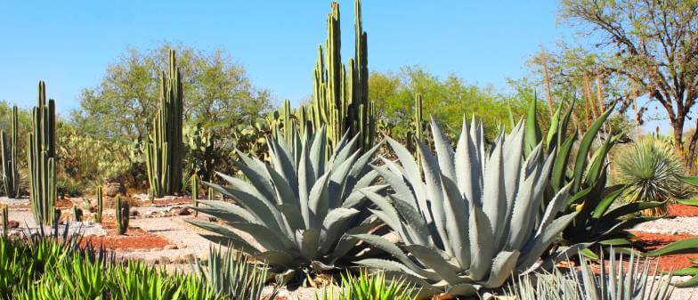 Baja California Desert Experiences