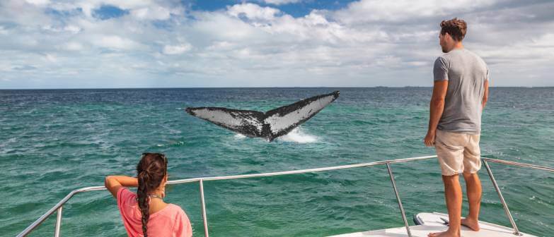 Whale Watching in Banderas Bay