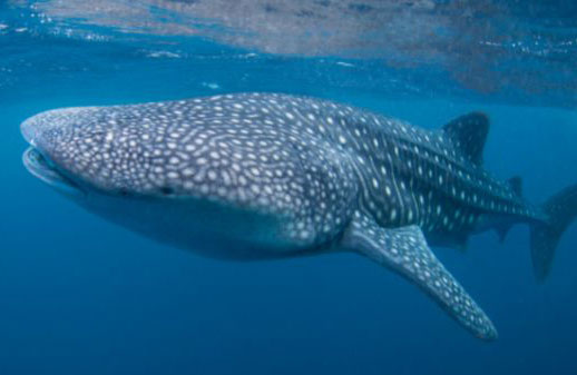 Swimming with Whale Sharks