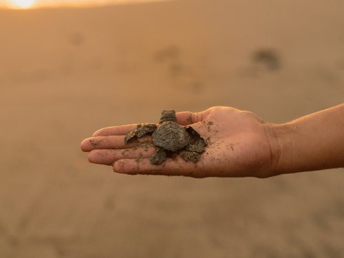 Sea Turtle Release - Agave Villas