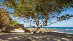 Agave Villas Site Image Template (1)