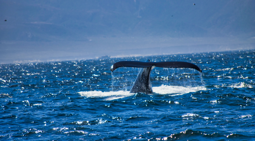 Whale watching in Los Cabos, perfect for luxury villa travelers in Mexico